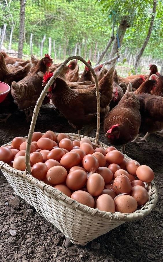 Eggs for Breakfast: The Natural Goodness from Amish Farms